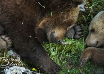 Καστοριά: Μαμά αρκούδα κοιμάται με το μικρό αρκουδάκι της – ΦΩΤΟΣ