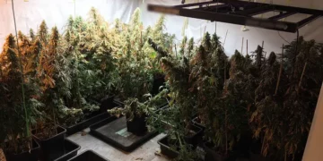 Καλαμάτα: Εγκληματική οργάνωση καλλιεργούσε εκατοντάδες φυτά κάνναβης σε βίλες και διακινούσαν τα ναρκωτικά στην Αττική