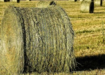 Πωλούνται στρογγυλές μπάλες τριφύλλι ενσίρωση πρώτο χέρι σε προστατευτικό νάιλον