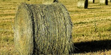 Πωλούνται στρογγυλές μπάλες τριφύλλι ενσίρωση πρώτο χέρι σε προστατευτικό νάιλον