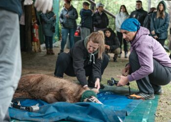 Ο Θωμάς, το ορφανό αρκουδάκι του Αρκτούρου, μεγάλωσε και επέστρεψε στη φύση