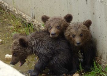 Φλώρινα: Ευτυχής κατάληξη στην περιπέτεια των τριών μικρών αρκούδων – Βρήκαν τη μητέρα τους (video-photo)