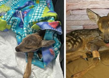 Δύο νεαρά ζαρκάδια περιέθαλψε ο ΑΡΚΤΟΥΡΟΣ