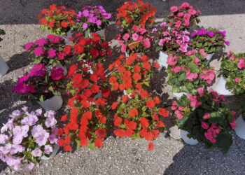 Εορδαία: Λουλούδια σε παρτέρια και πάρκα θα βάλει ο Δήμος