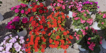 Εορδαία: Λουλούδια σε παρτέρια και πάρκα θα βάλει ο Δήμος