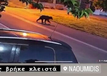 Άρκουδα “επισκέφτηκε” το εστιατόριο Ναουμίδης στον Άγιο Παντελεήμονα (βίντεο)