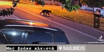 Άρκουδα “επισκέφτηκε” το εστιατόριο Ναουμίδης στον Άγιο Παντελεήμονα (βίντεο)