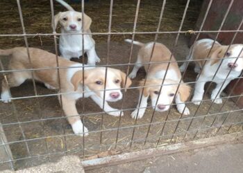 Δράση στείρωσης αδέσποτων ζώων από το καταφύγιο του Δήμου Εορδαίας