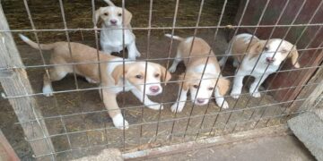 Δράση στείρωσης αδέσποτων ζώων από το καταφύγιο του Δήμου Εορδαίας