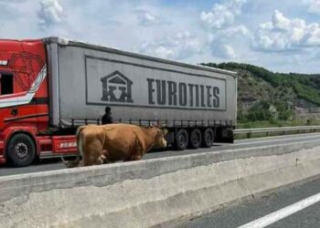 Αγελάδα μπήκε στην Εγνατία οδό κοντά στα Γρεβενά