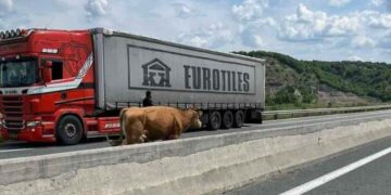 Αγελάδα μπήκε στην Εγνατία οδό κοντά στα Γρεβενά