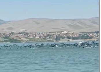 Κορμοράνοι και πελεκάνοι στη Λίμνη Βεγορίτιδα – Όμορφες εικόνες (VIDEO)