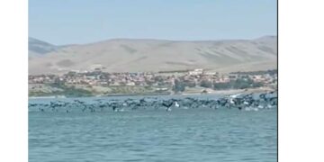 Κορμοράνοι και πελεκάνοι στη Λίμνη Βεγορίτιδα – Όμορφες εικόνες (VIDEO)