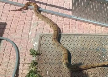 Σάμος: Βόας προκάλεσε πανικό στο Καρλόβασι