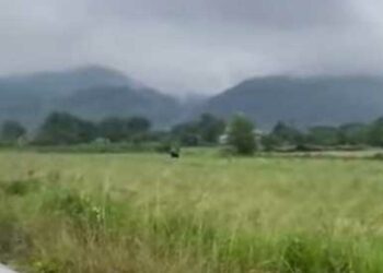 Βόλτες κοντά στο Εμπόριο κάνει μια αρκούδα (βίντεο)