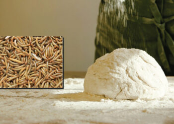 Ακρίδες, γρύλοι και σκαθάρια στο… πιάτο μας