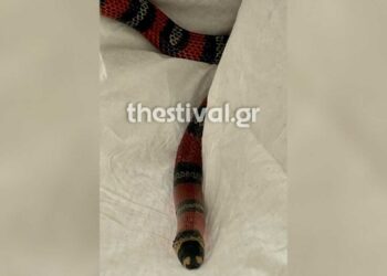 Απίστευτο περιστατικό στα ΚΤΕΛ Φλώρινας: Φίδι προκάλεσε πανικό μέσα σε λεωφορείο - Πως βρέθηκε εκεί;