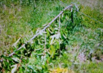 17 δενδρύλλια κερασιών κατέστρεψε αρκούδα σε κτήμα στην Ασβεστόπετρα