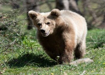Ο Θωμάς, το ορφανό αρκουδάκι, δεν τα καταφέρνει στη φύση – Επέστρεψε στον ΑΡΚΤΟΥΡΟ