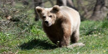 Ο Θωμάς, το ορφανό αρκουδάκι, δεν τα καταφέρνει στη φύση – Επέστρεψε στον ΑΡΚΤΟΥΡΟ