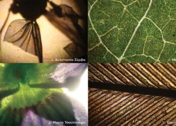 Εγκαίνια έκθεσης φωτογραφίας «Τα παιδιά φωτογραφίζουν τον μικρόκοσμο της Κοζάνης»