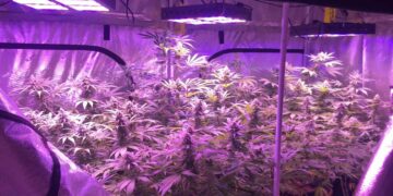 Φυτώριο …κάνναβης είχε άνδρας στο σπίτι του στην Πάτρα – Κατασχέθηκαν 11 δενδρύλλια και 877 γρ. χασίς