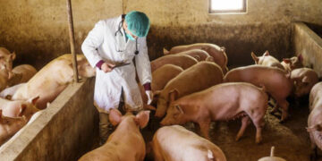 Ενημέρωση της Υποδιεύθυνσης Κτηνιατρικής Π.Ε. Κοζάνης για την Αφρικανική Πανώλη των Χοίρων