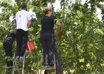 Εορδαία: Δυσεύρετοι οι εργάτες γης – Αποκλίσεις στα μεροκάματα