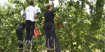Εορδαία: Δυσεύρετοι οι εργάτες γης – Αποκλίσεις στα μεροκάματα