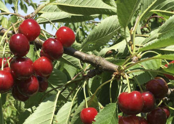 Εορδαία: Προβλήματα στα πρώιμα κεράσια και στις πατάτες λόγω βροχοπτώσεων