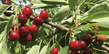 Εορδαία: Προβλήματα στα πρώιμα κεράσια και στις πατάτες λόγω βροχοπτώσεων