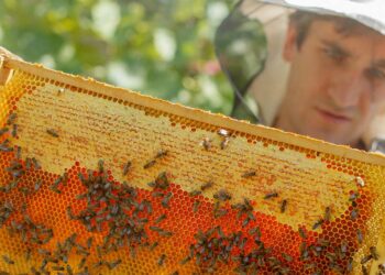 Επιδοτούμενες δράσεις του τομέα της μελισσοκομίας για το έτος 2023 από την Διεύθυνση Αγροτικής Οικονομίας Π.Ε. Κοζάνης