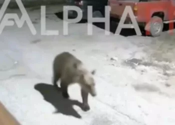 Καστοριά: Αρκούδες κόβουν βόλτες τα βράδια στις αυλές σπιτιών και ψάχνουν για τροφή