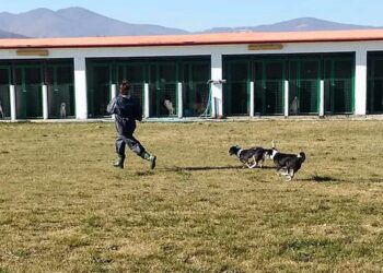 Διαγωνισμός του Δήμου Εορδαίας για την περισυλλογή αδέσποτων ζώων – Θα προσληφθούν 4 άτομα