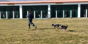 Διαγωνισμός του Δήμου Εορδαίας για την περισυλλογή αδέσποτων ζώων – Θα προσληφθούν 4 άτομα