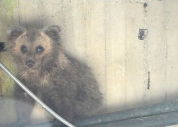 Καστοριά: Επανενώθηκε μικρό αρκουδάκι με τη μαμά του – Είχε πέσει μέσα σε δεξαμενή -VIDEO