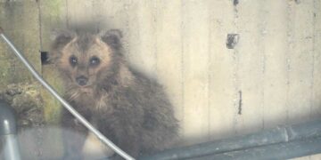 Καστοριά: Επανενώθηκε μικρό αρκουδάκι με τη μαμά του – Είχε πέσει μέσα σε δεξαμενή -VIDEO