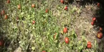 Καταστροφή στον κάμπο του Βελβεντού- Χάθηκε το 80% της αγροτικής παραγωγής-VIDEO