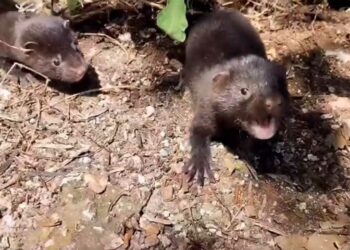 Αυξάνονται τα μινκ που βολτάρουν στην Καστοριά-Αισθητή η μείωση της ορνιθοπανίδας (video)