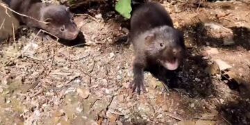 Αυξάνονται τα μινκ που βολτάρουν στην Καστοριά-Αισθητή η μείωση της ορνιθοπανίδας (video)