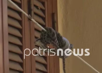 Αμαλιάδα: Πήγε να απλώσει τα ρούχα και βρήκε μια οχιά στο σχοινί!