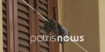 Αμαλιάδα: Πήγε να απλώσει τα ρούχα και βρήκε μια οχιά στο σχοινί!