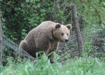Πού δηλώνουμε την εμφάνιση αρκούδας - Μέτρα που μπορούμε να λάβουμε