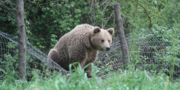 Πού δηλώνουμε την εμφάνιση αρκούδας - Μέτρα που μπορούμε να λάβουμε