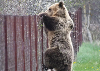 " Πυκνώνουν" οι εμφανίσεις της αρκούδας στο κάμπο της Εορδαίας | Φωτογραφία Αρχείου