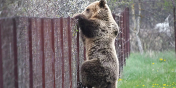 " Πυκνώνουν" οι εμφανίσεις της αρκούδας στο κάμπο της Εορδαίας | Φωτογραφία Αρχείου