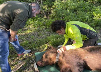Ραδιοσήμανση αρκούδας που έκανε ζημιές σε κοτέτσια στην περιοχή του Βαρικού Φλώρινας