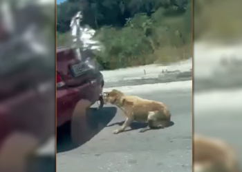 Ζάκυνθος: Συνελήφθη ο οδηγός που έδεσε σκύλο στον κοτσαδόρο και τον έσερνε στον δρόμο
