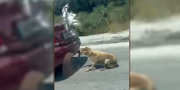 Ζάκυνθος: Συνελήφθη ο οδηγός που έδεσε σκύλο στον κοτσαδόρο και τον έσερνε στον δρόμο