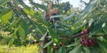 Ασβεστόπετρα: Αρκούδα έσπασε 20 κερασιές- Πριν λίγες μέρες είχε καταστρέψει και 17 δενδρύλλια